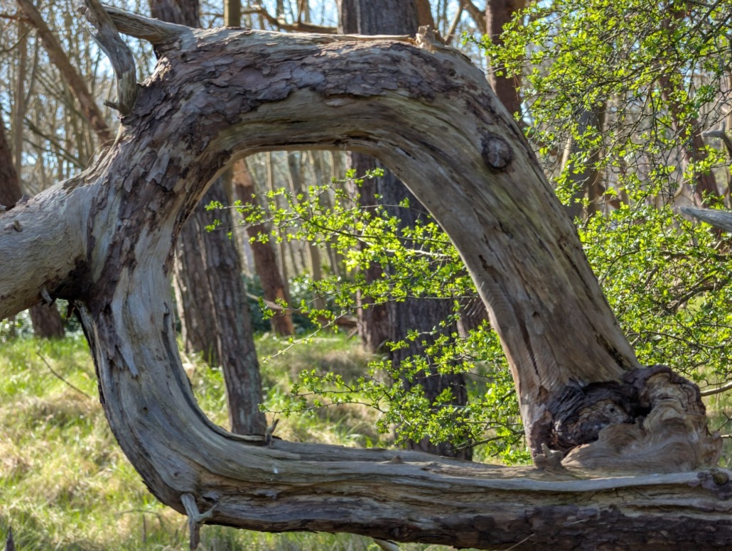 Ilse Healing coaching therapy healing online narcissism suicide prevention natural holistic